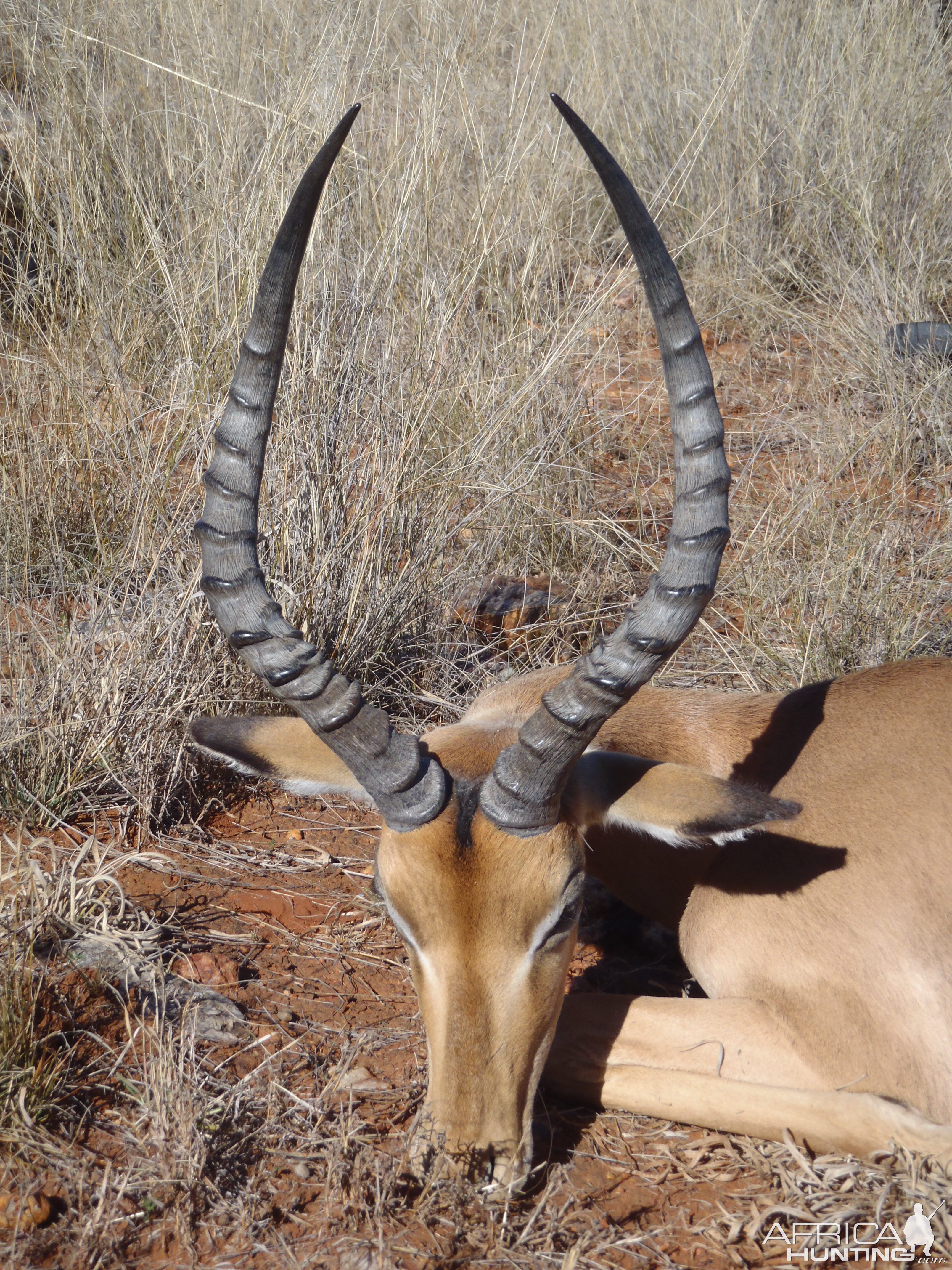 Impala