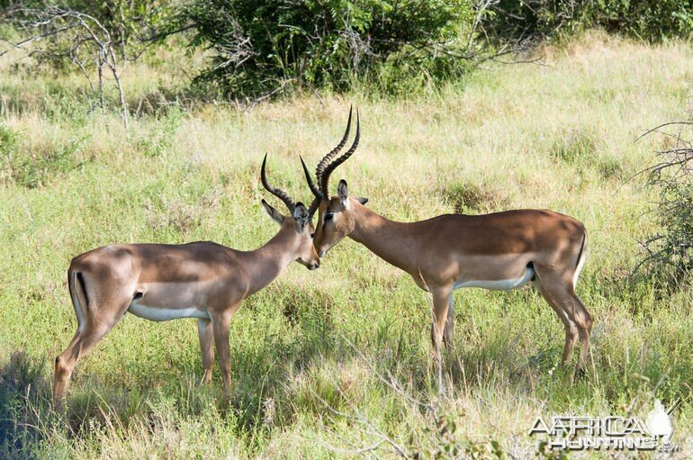 Impala