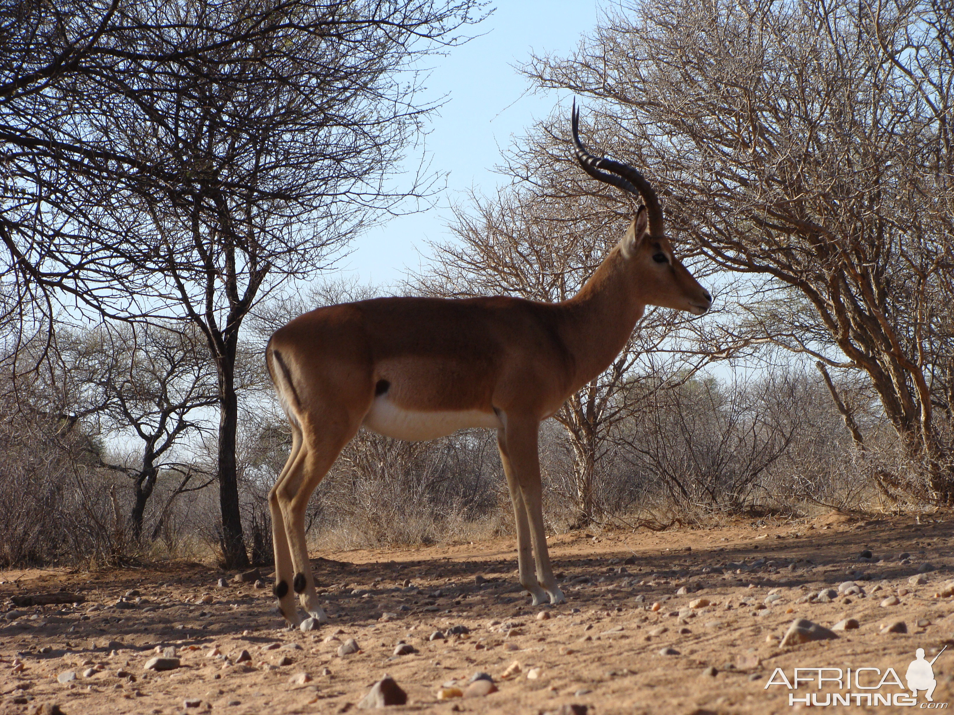 Impala