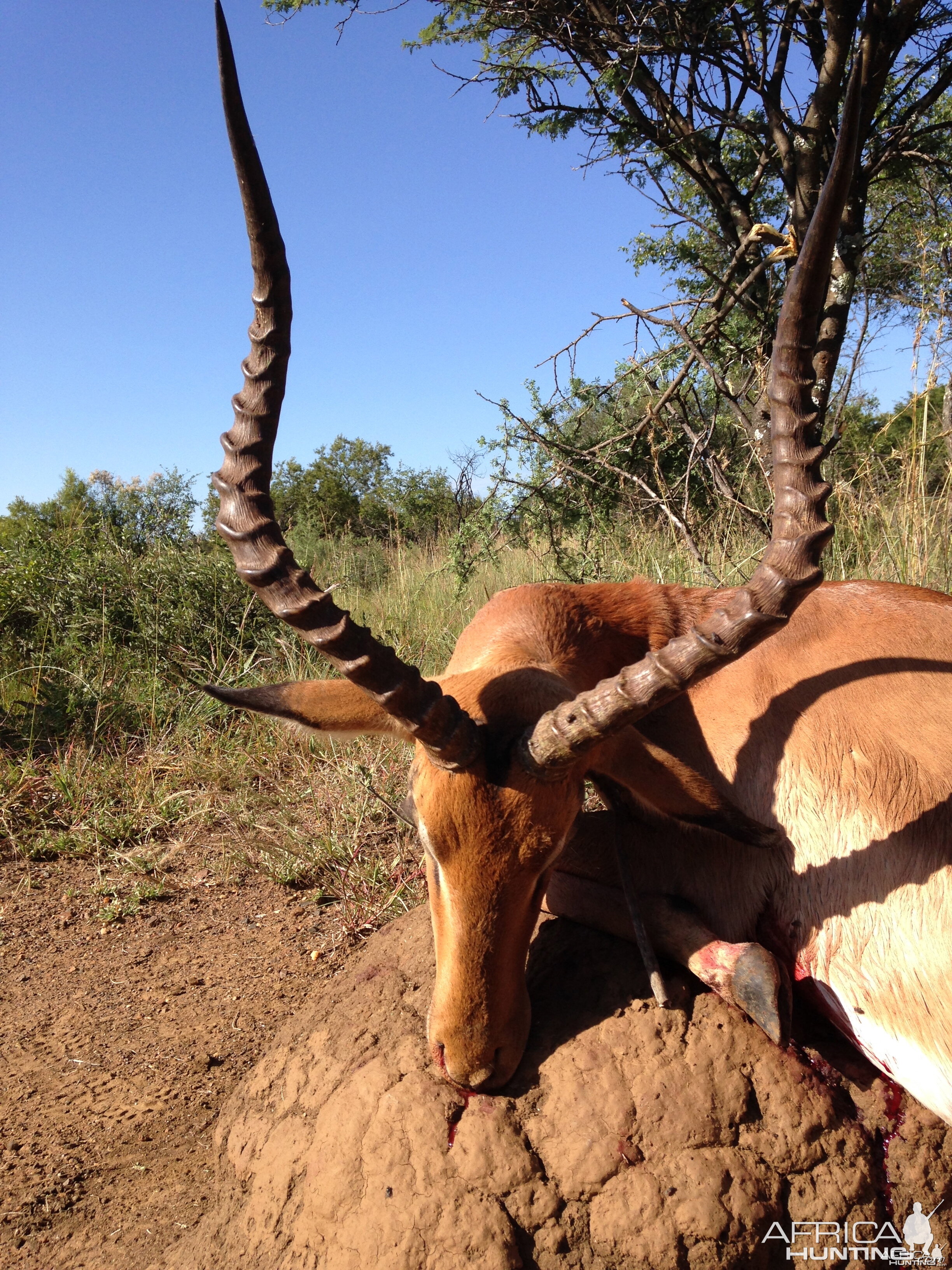 Impala