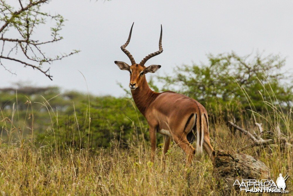 Impala