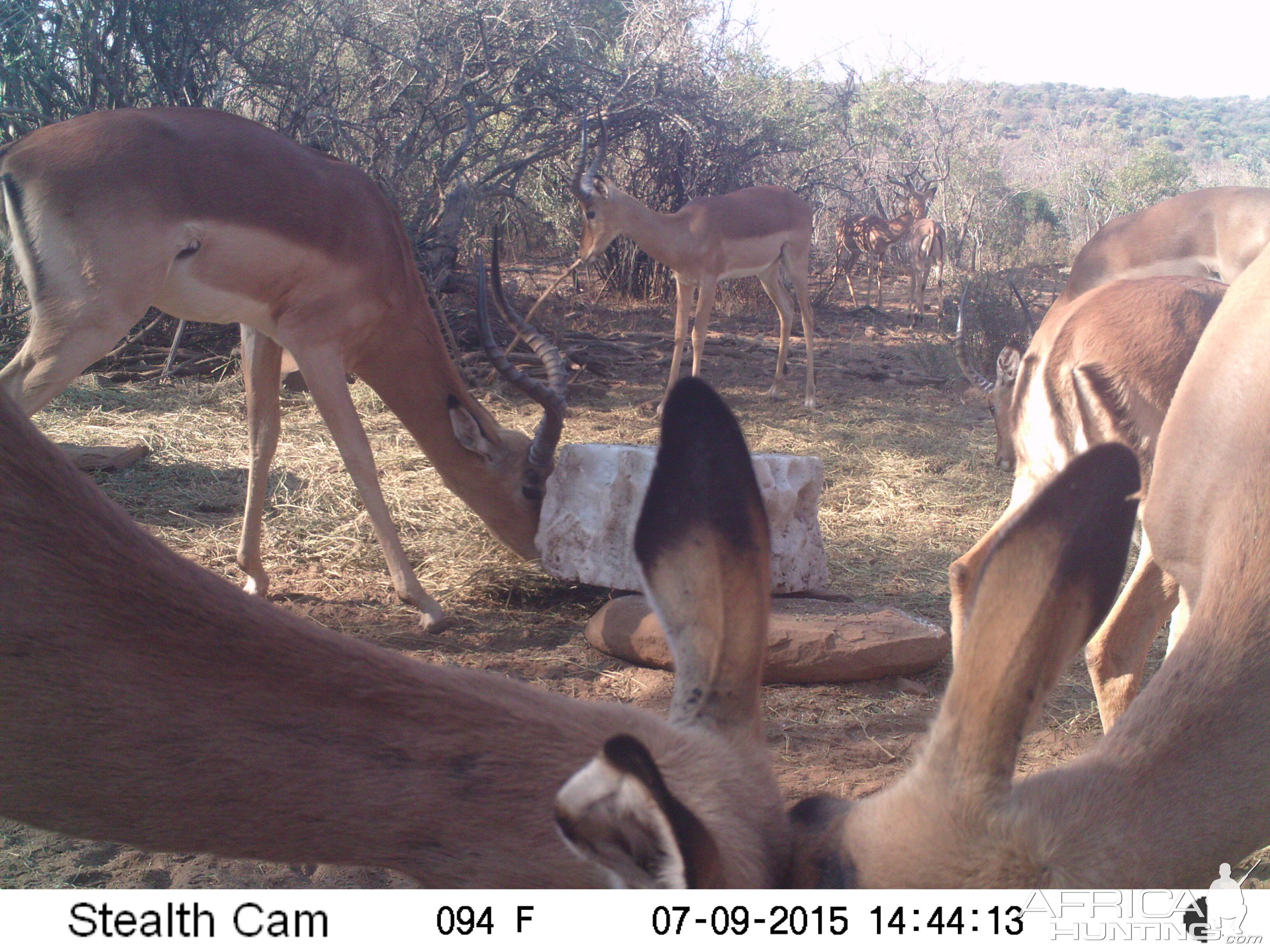 Impala