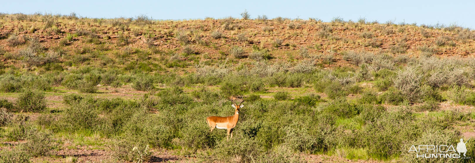 Impala