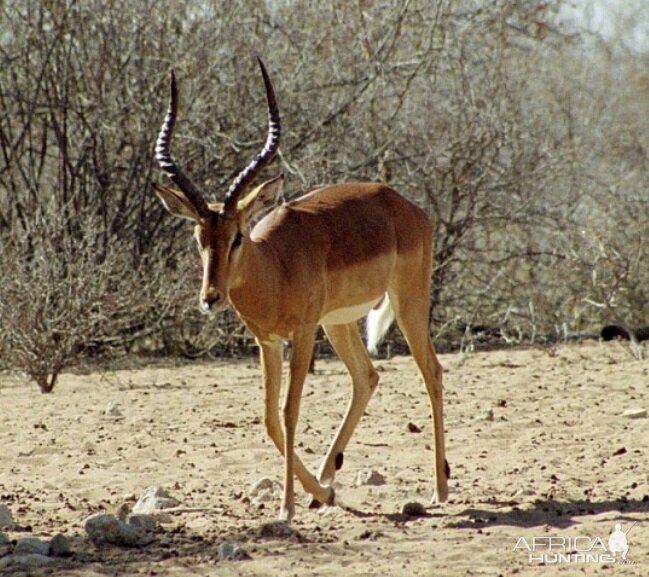 Impala