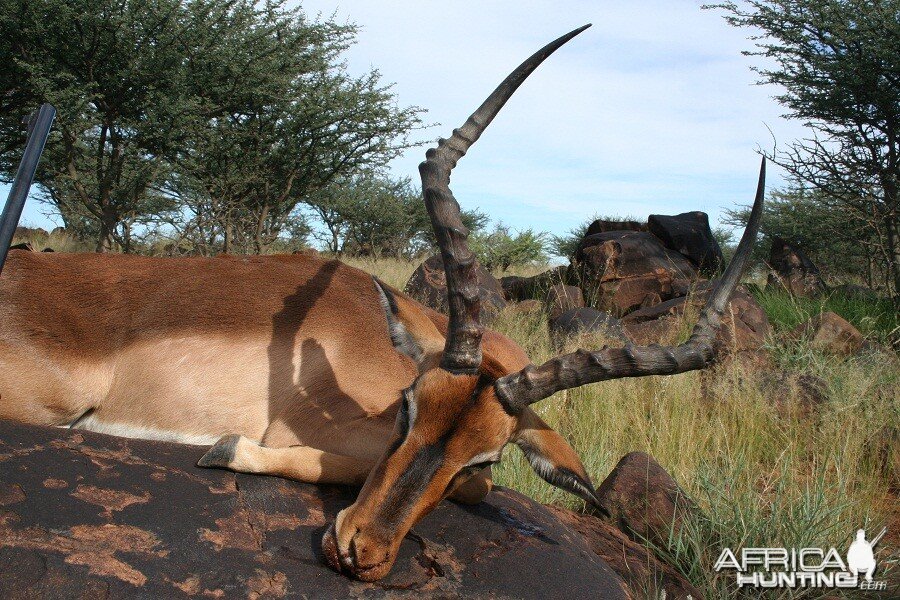 Impala