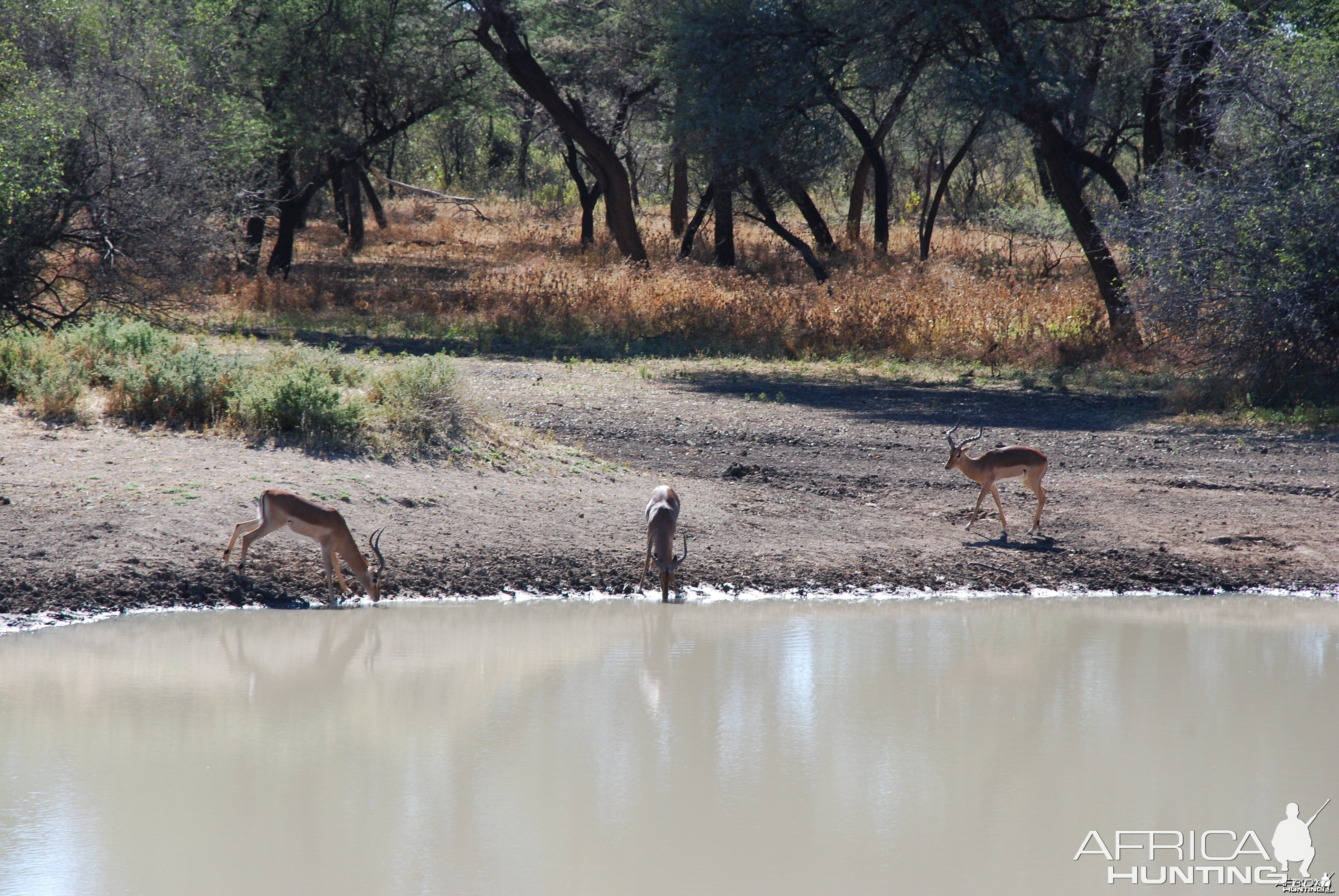 Impala