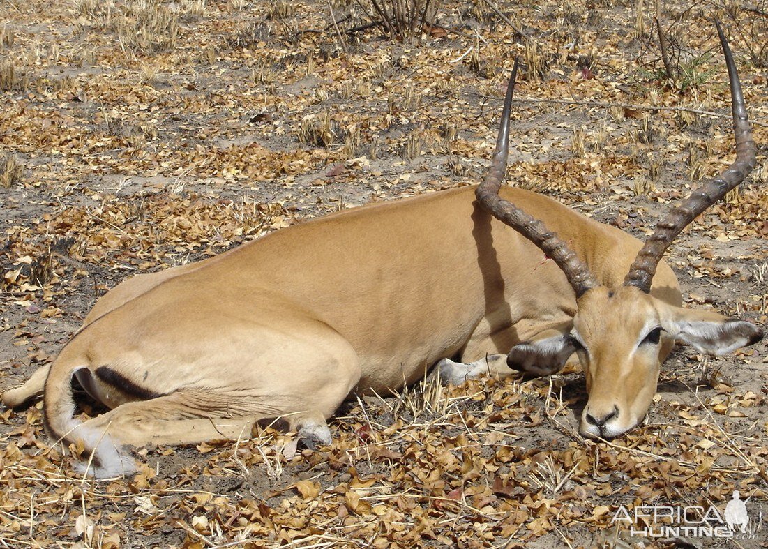 Impala