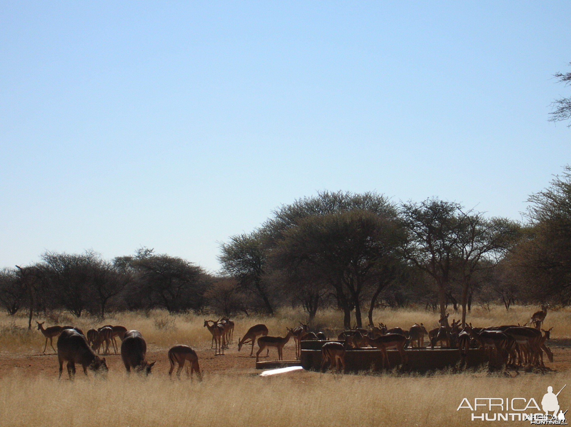 Impalas in Namibia