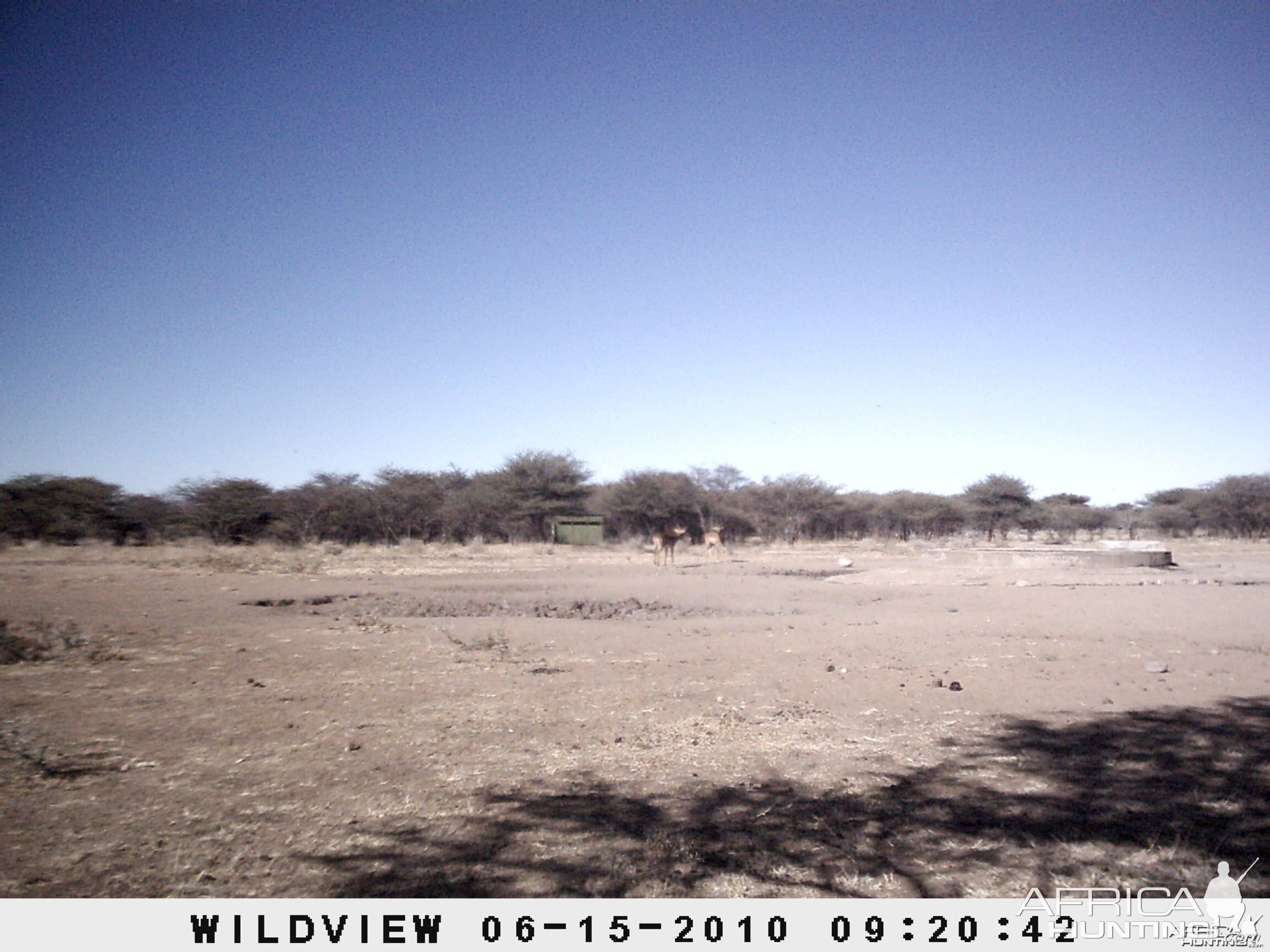 Impalas, Namibia