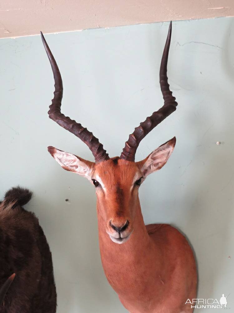 Impalla Shoulder Mount Taxidermy