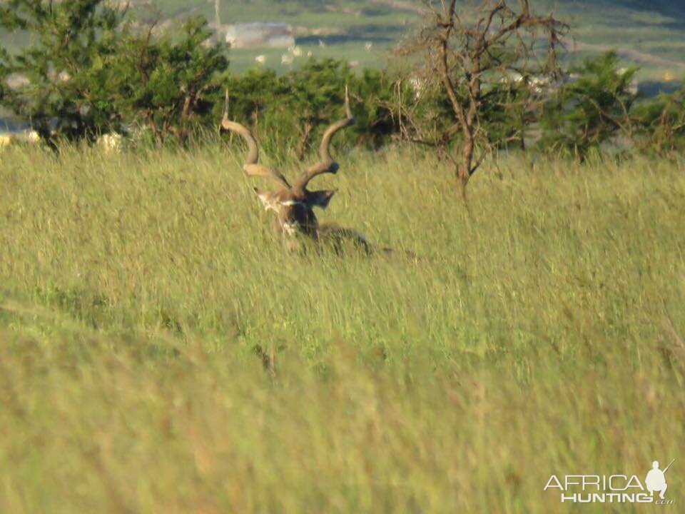 Incredible Kudu bull photographed in 2017 Rance Safaris