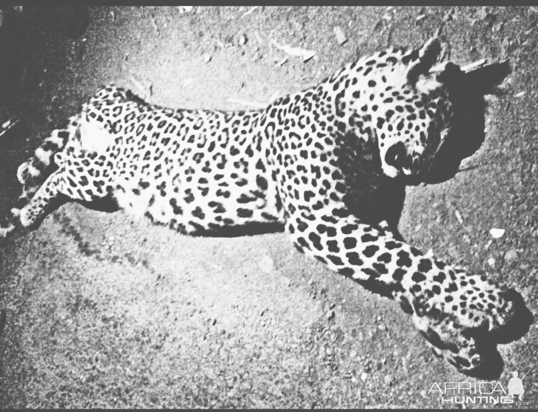 India Hunt Leopard