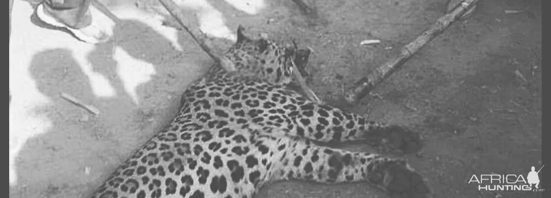 India Hunt Leopard