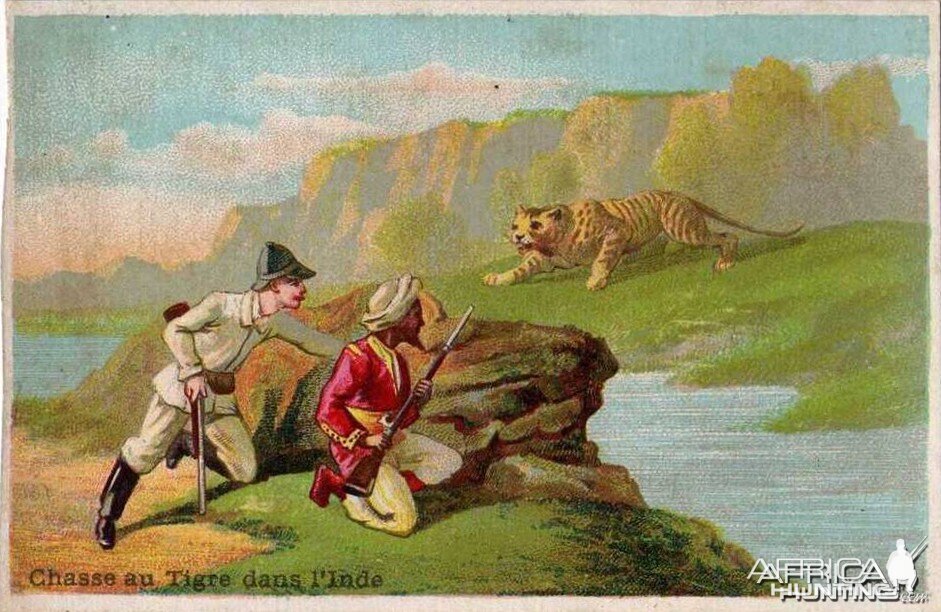 India Hunting Tiger