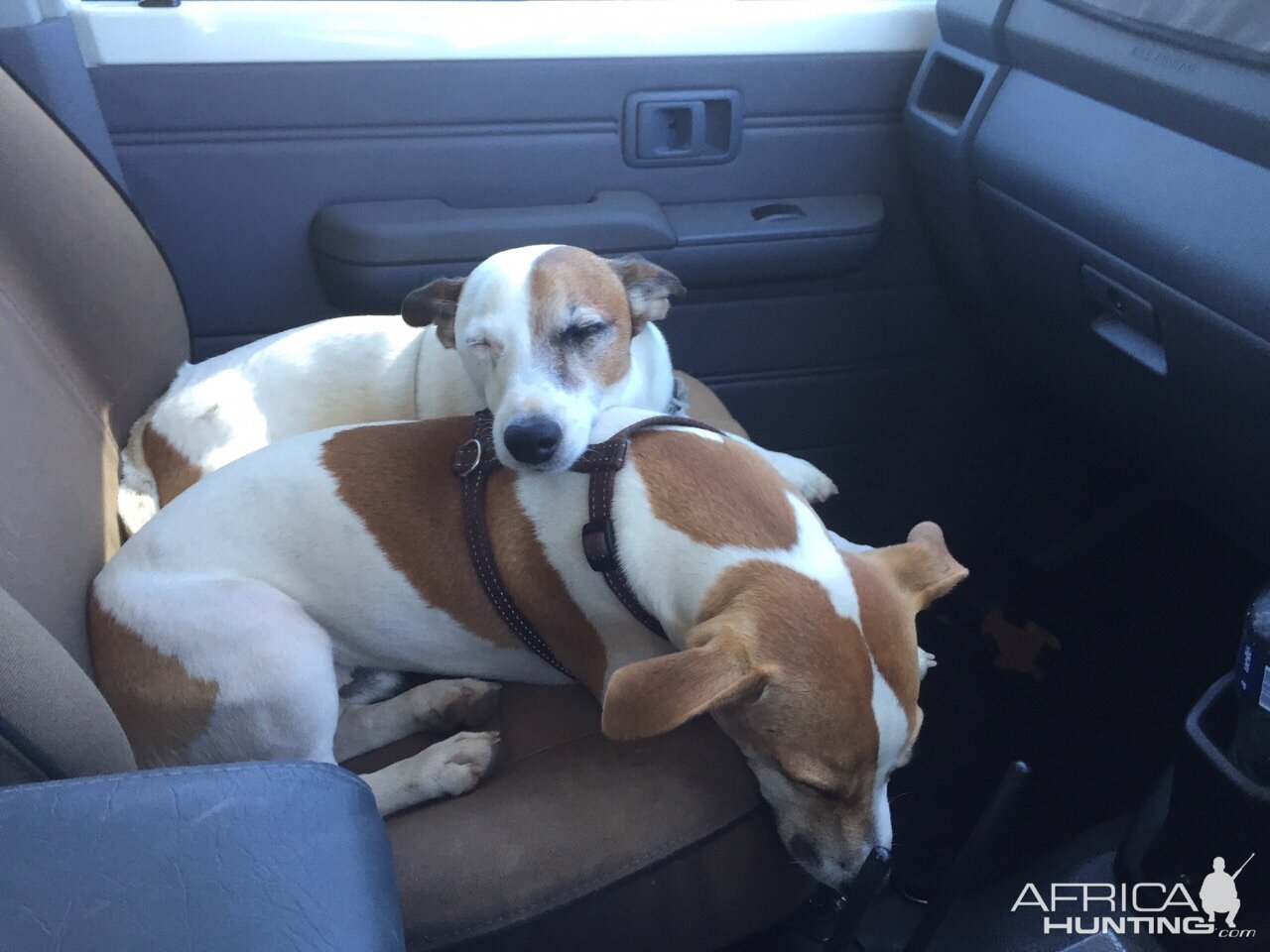 Jack Russel Hunting Dogs