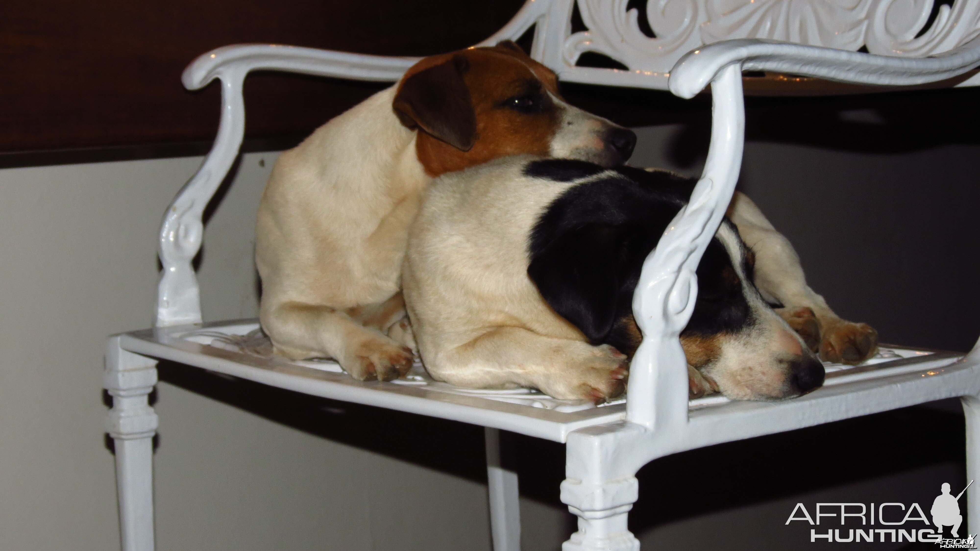 Jack Russel Spike and Blacky