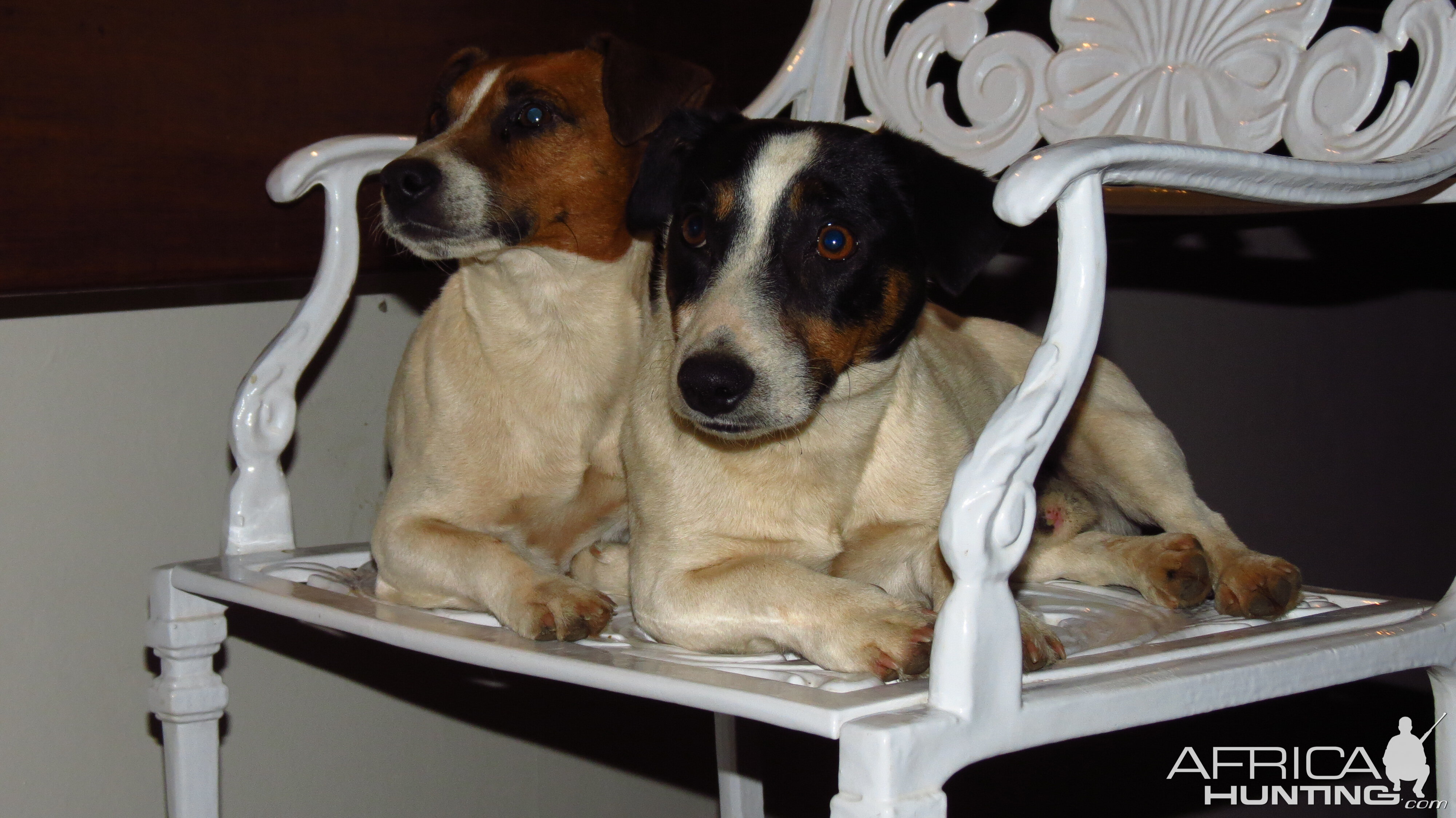 Jack Russel Spike and Blacky