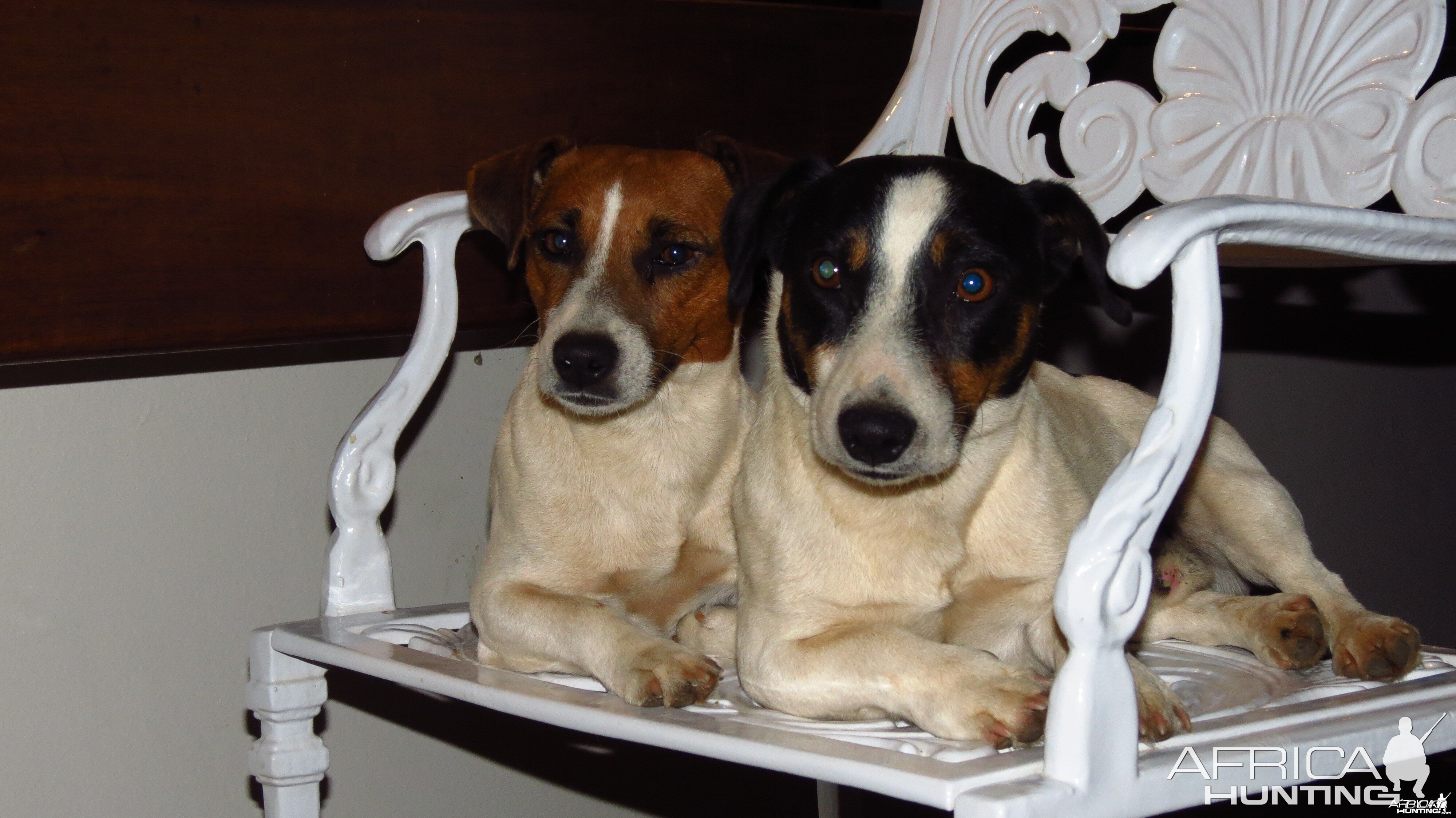 Jack Russel Spike and Blacky