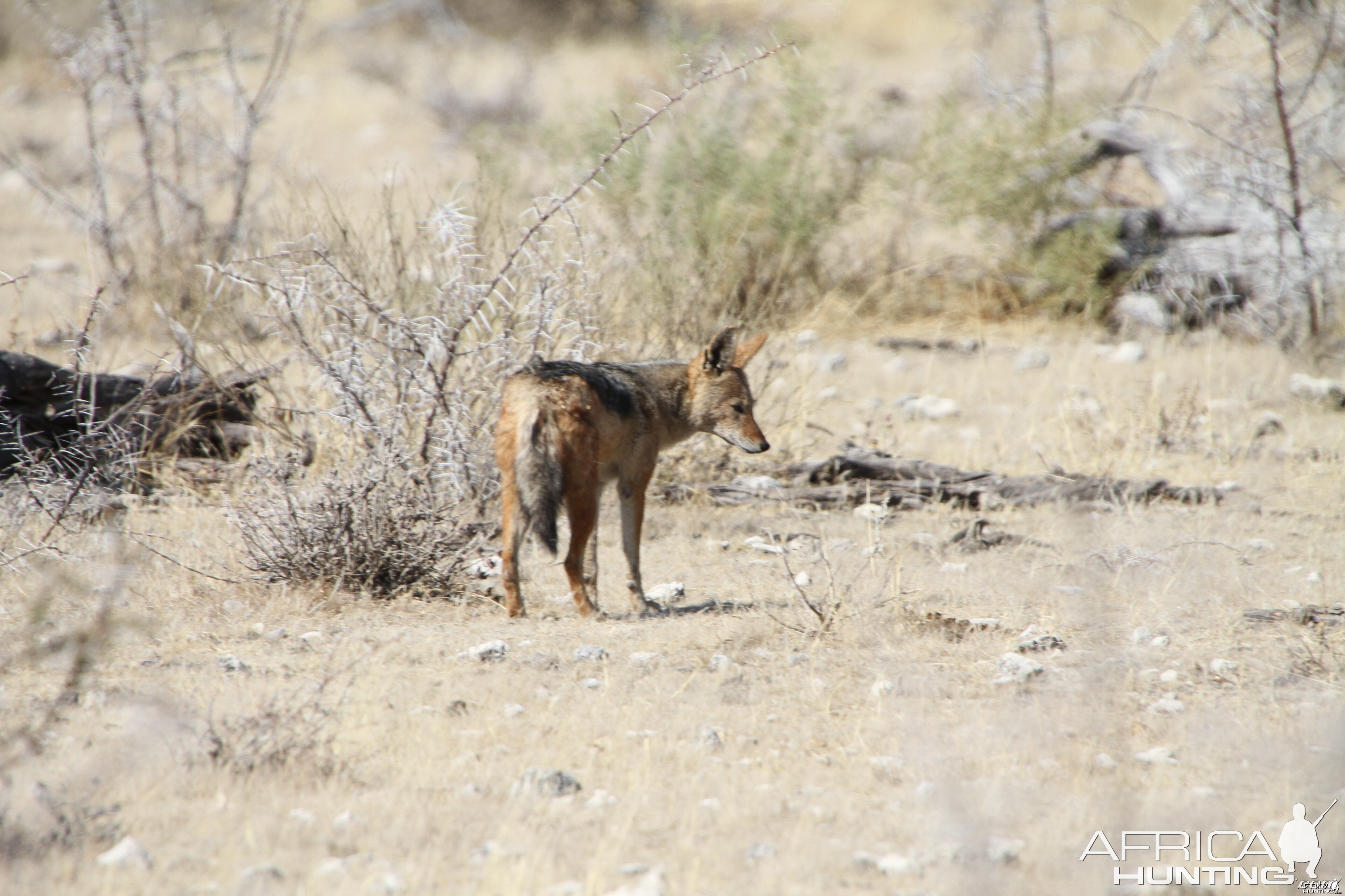 Jackal at Etosha National Park