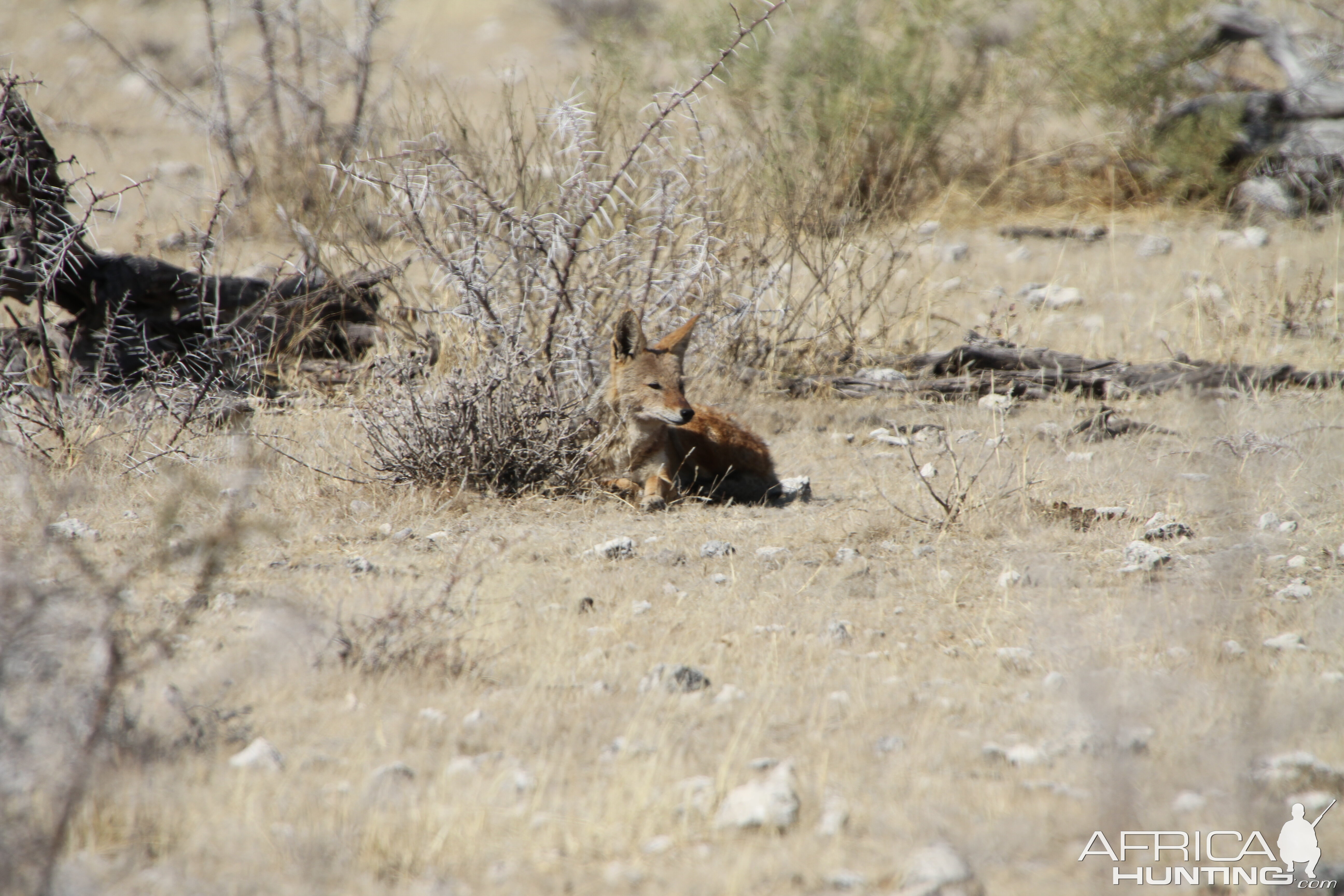 Jackal at Etosha National Park