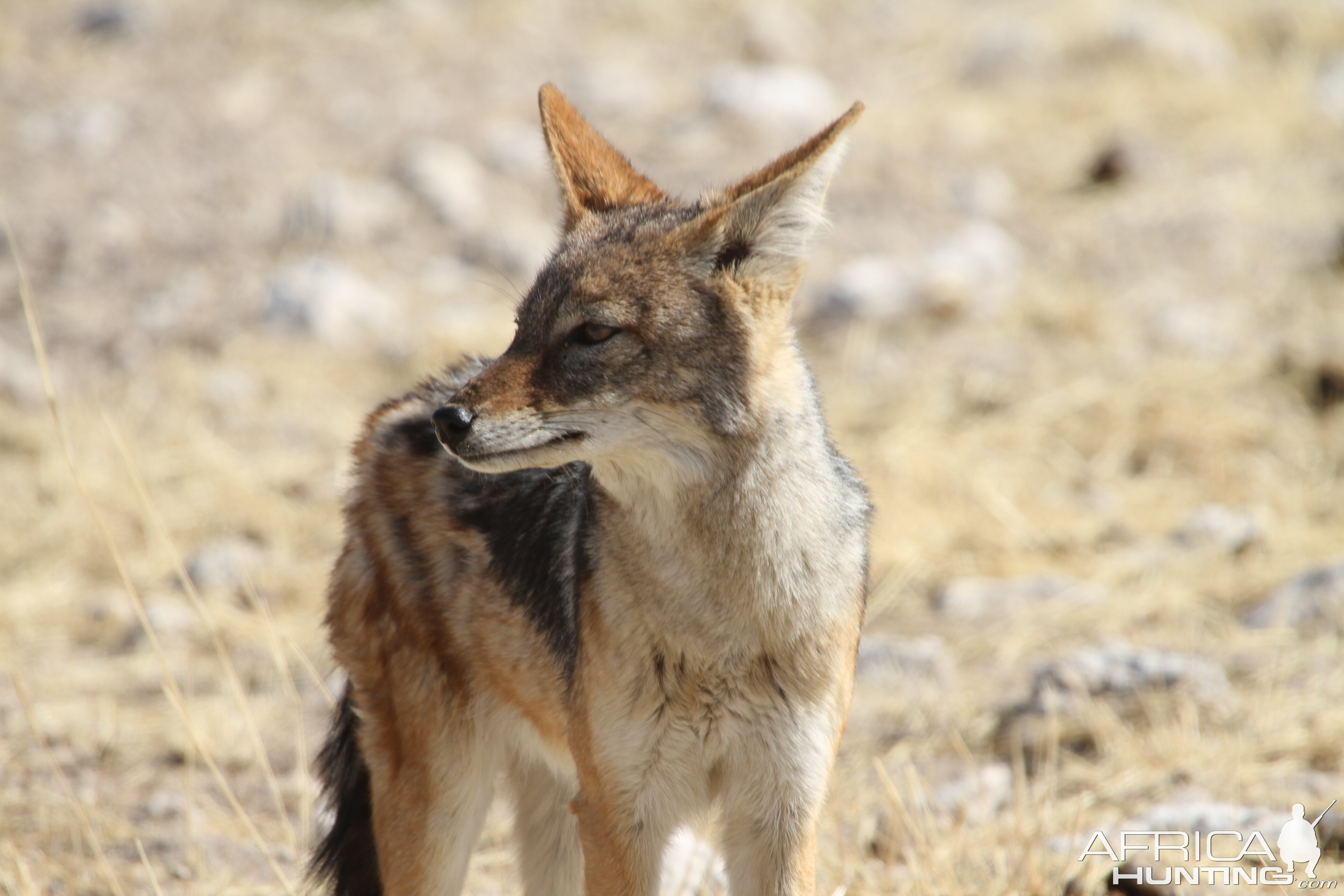 Jackal at Etosha National Park