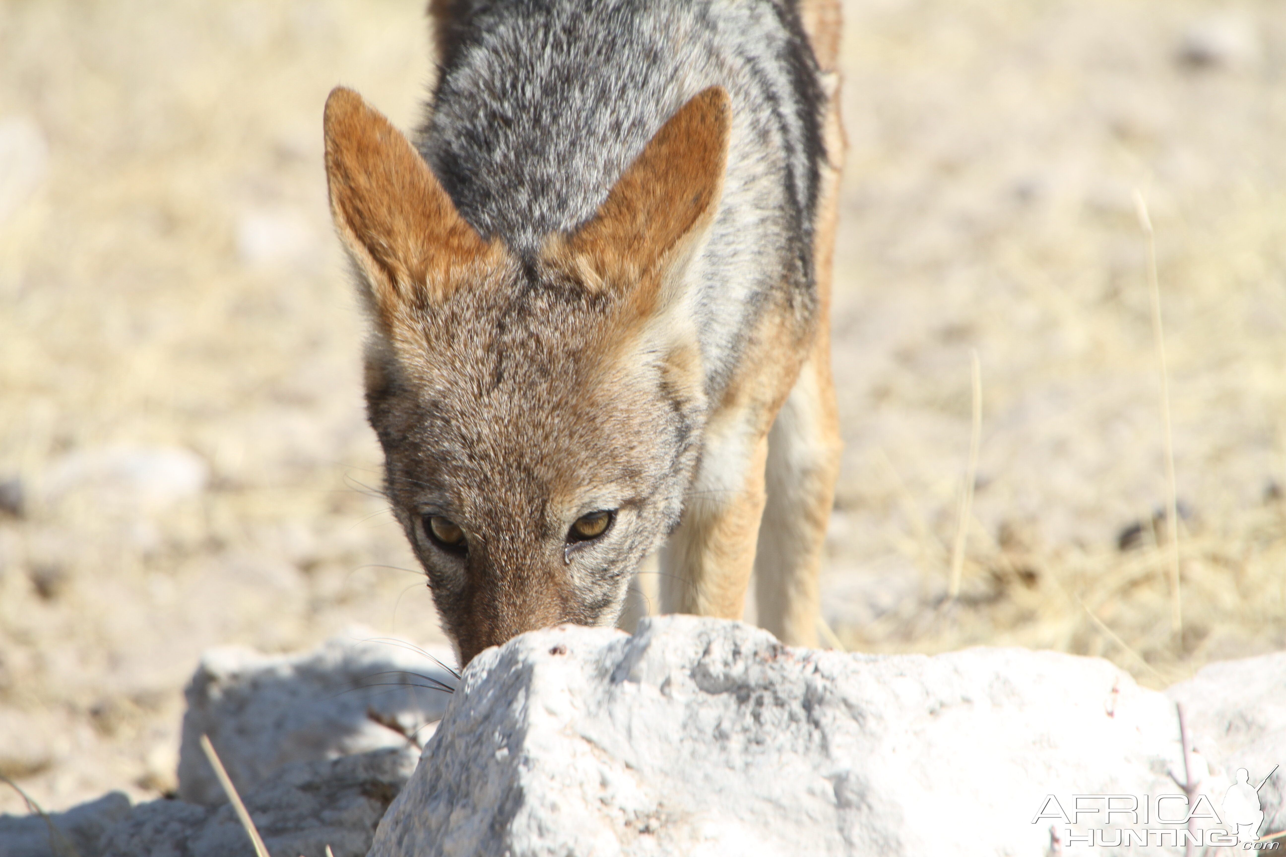 Jackal at Etosha National Park