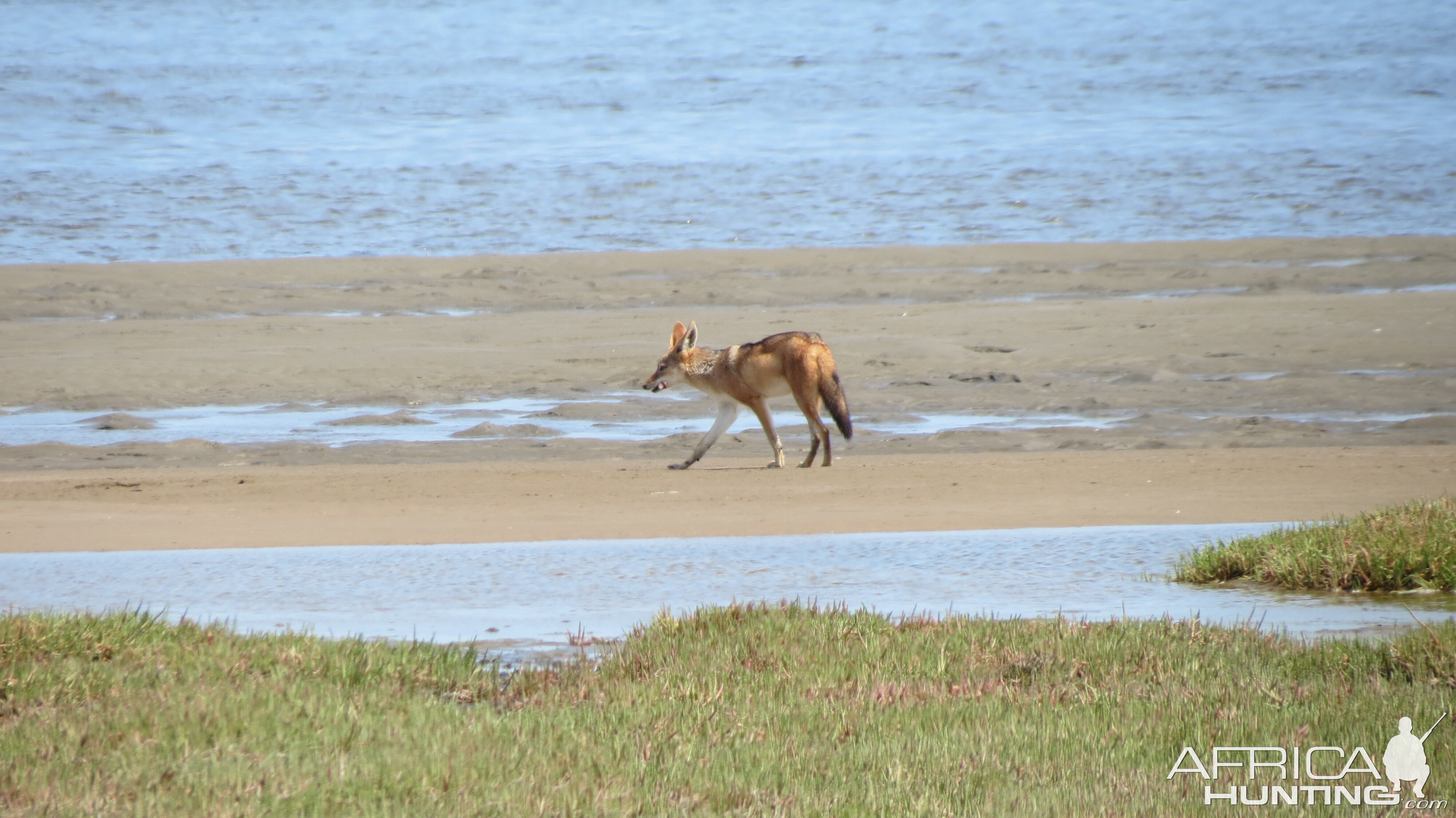 Jackal Dorob National Park Namibia