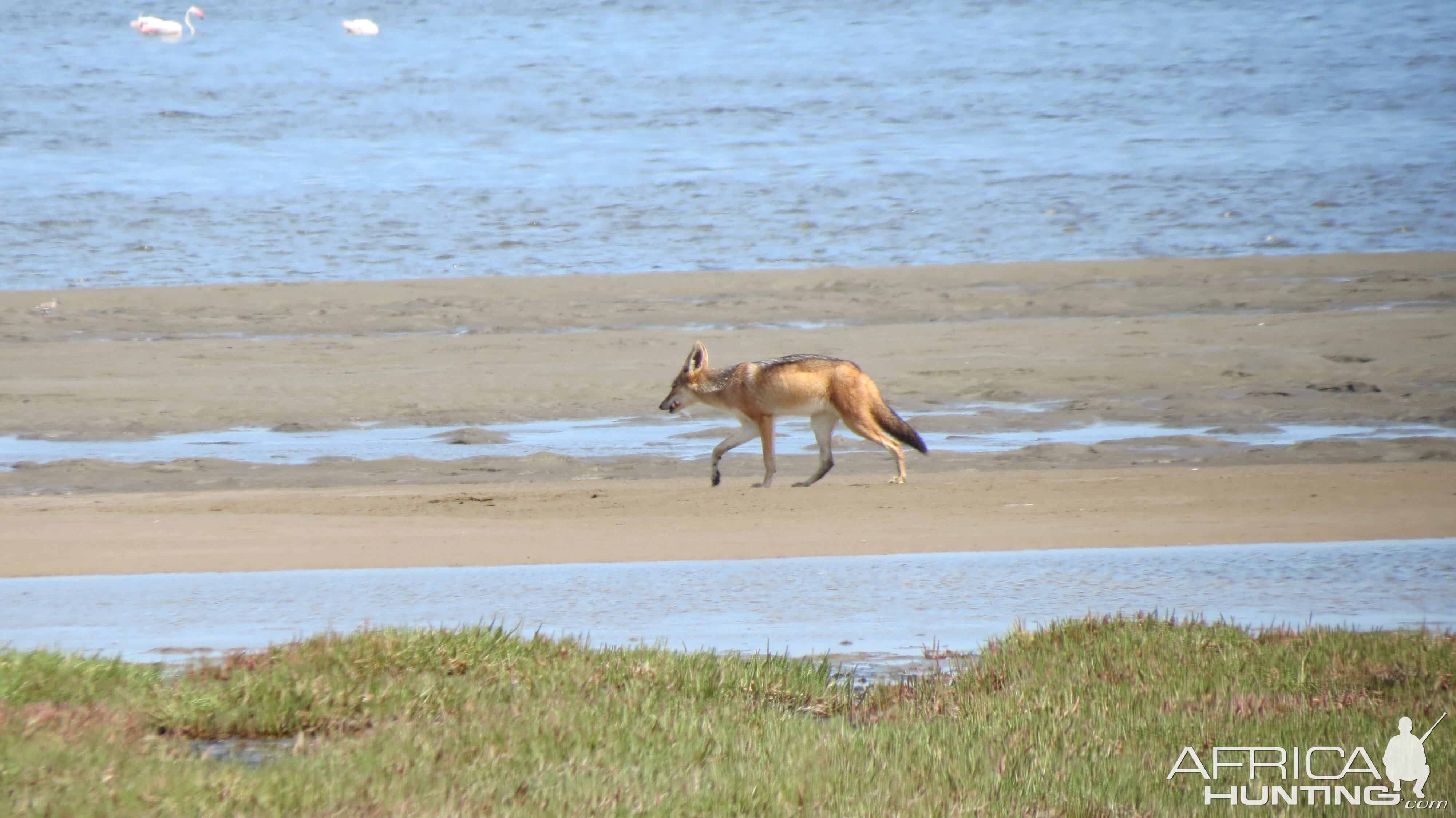 Jackal Dorob National Park Namibia