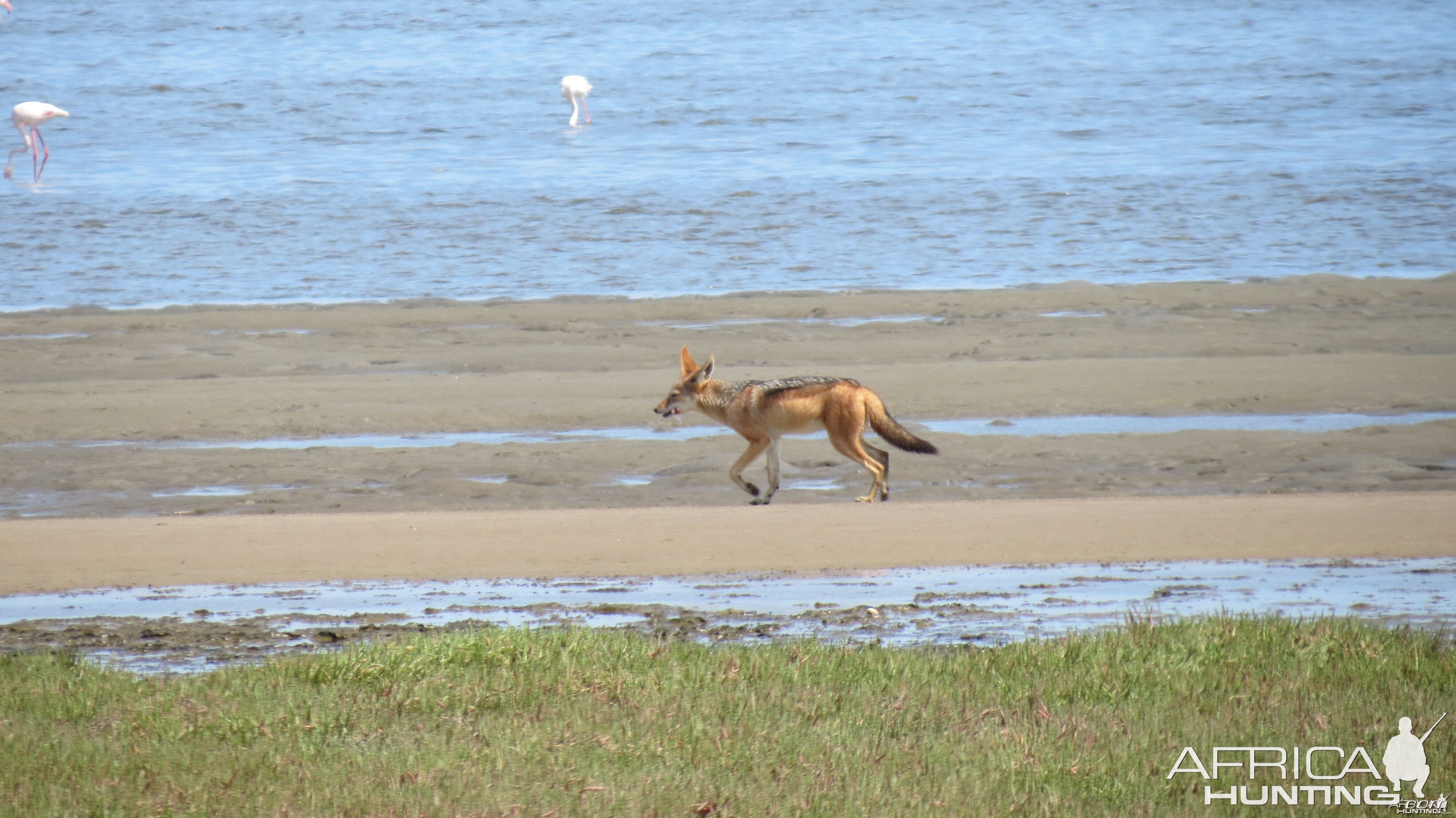 Jackal Dorob National Park Namibia