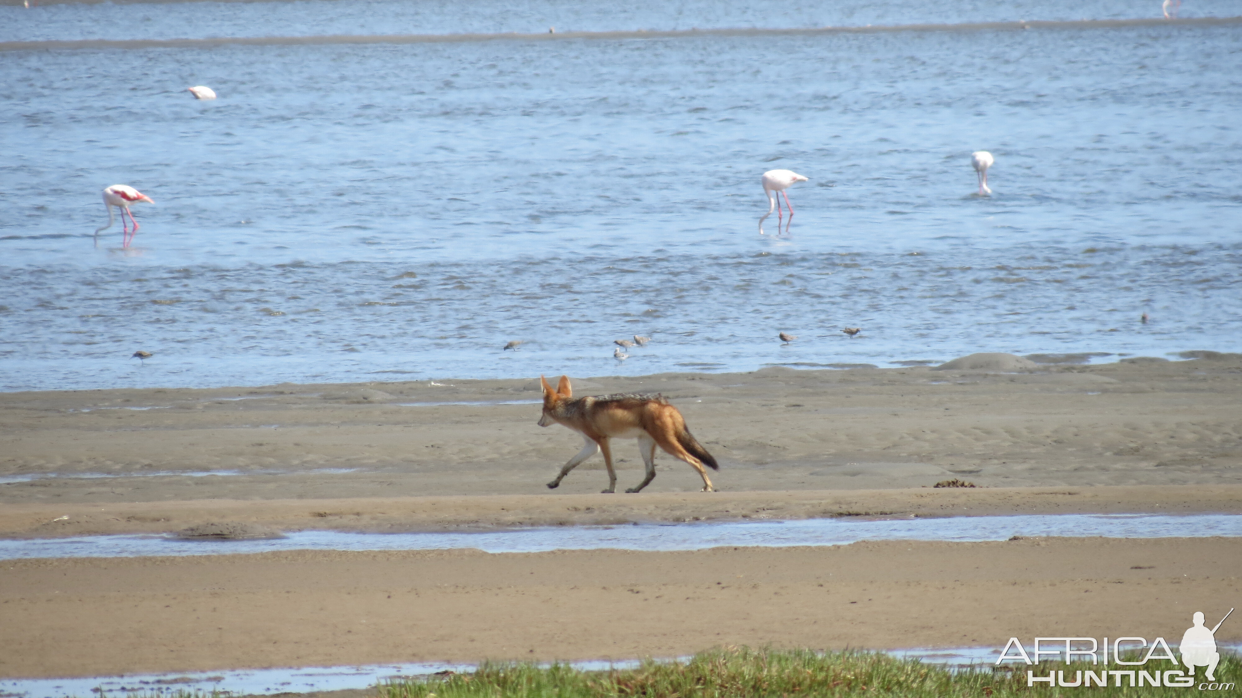 Jackal Dorob National Park Namibia