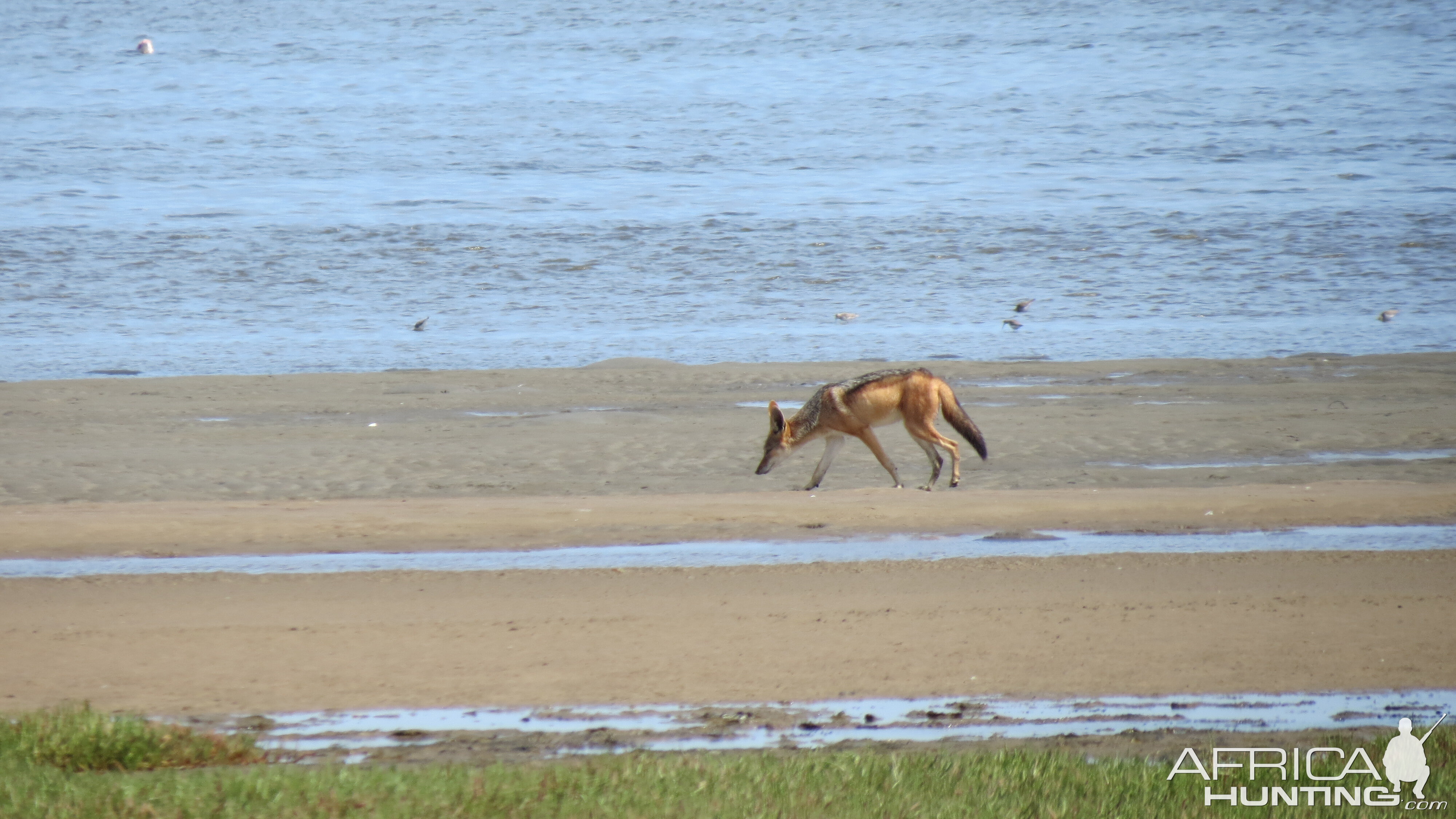 Jackal Dorob National Park Namibia