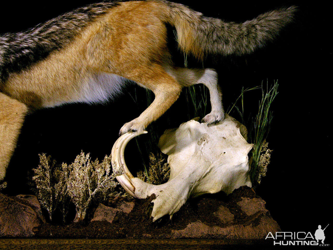 Jackal Full Mount Mount Taxidermy