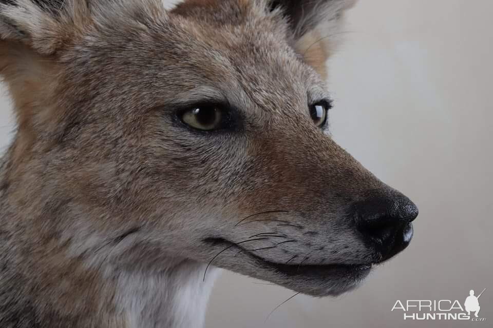 Jackal Full Mount Taxidermy Close Up