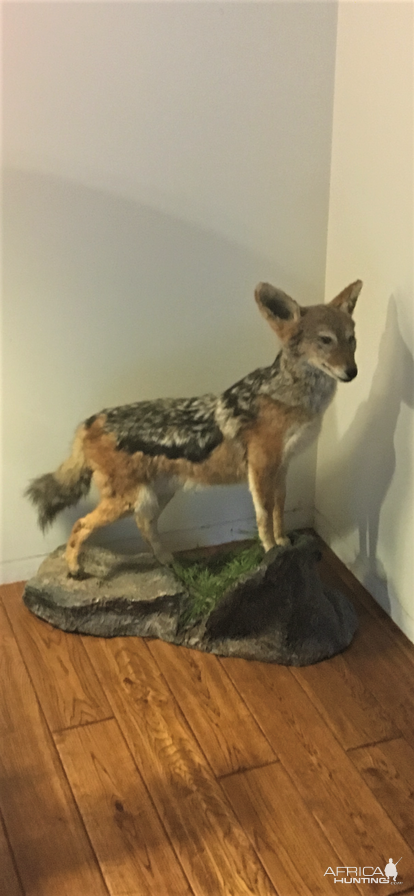 Jackal Full Mount Taxidermy