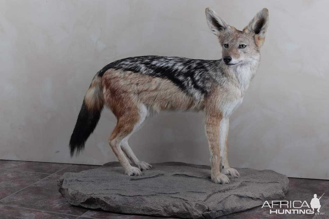 Jackal Full Mount Taxidermy