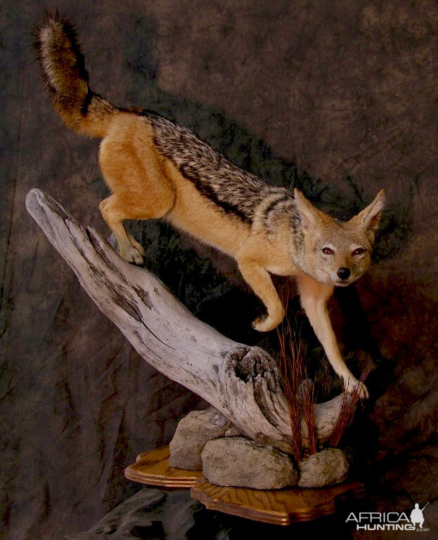 Jackal Full Mount Taxidermy