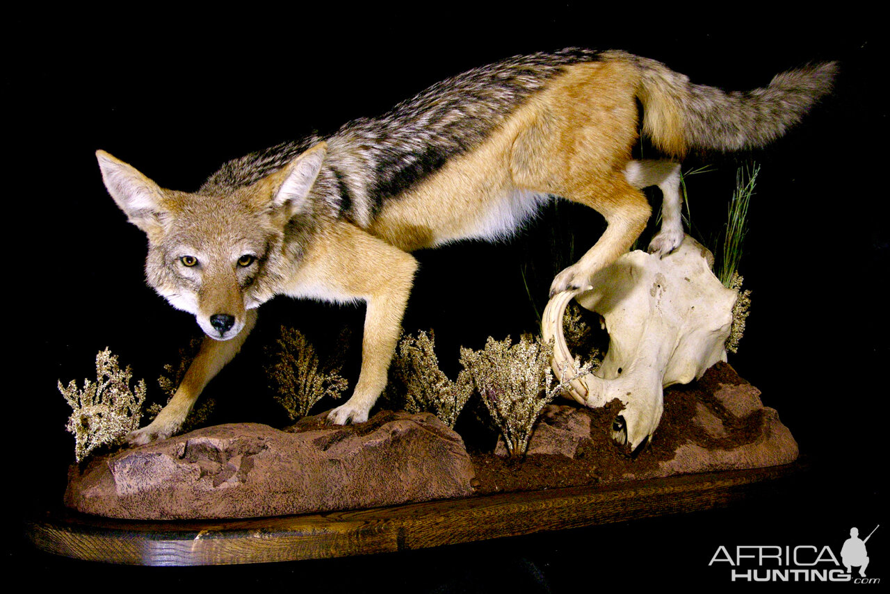 Jackal Full Mount Taxidermy