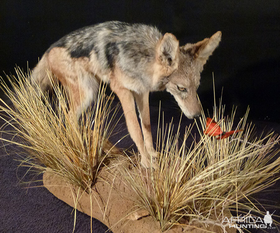 Jackal Full Mount Taxidermy