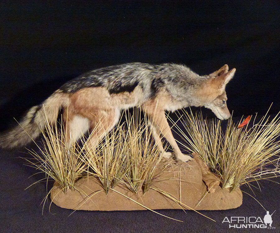 Jackal Full Mount Taxidermy