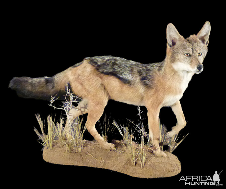 Jackal Full Mount Taxidermy