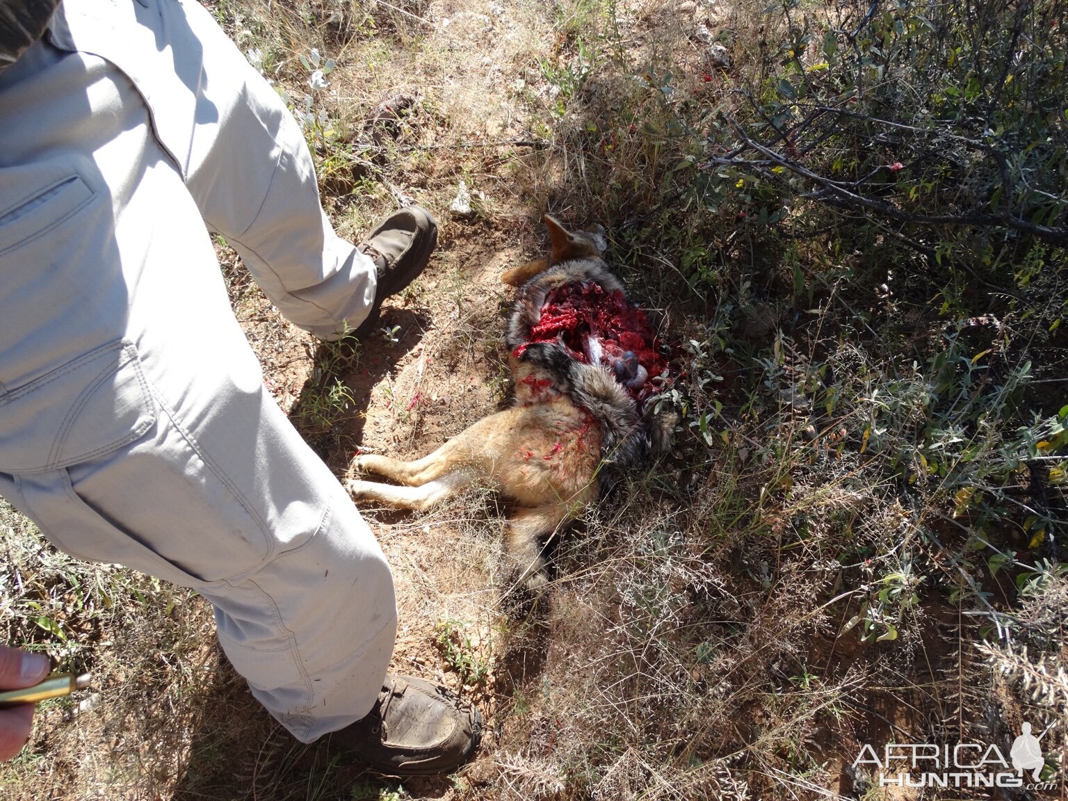 Jackal Hunt Botswana