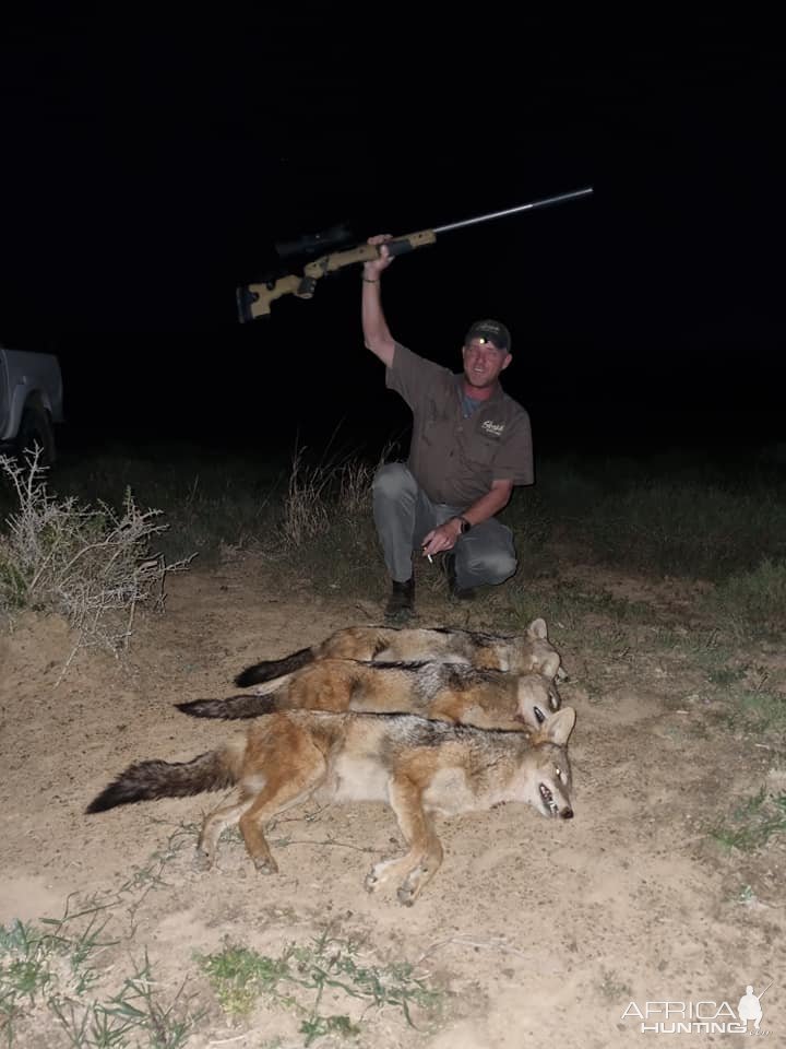 Jackal Hunt Eastern Cape South Africa