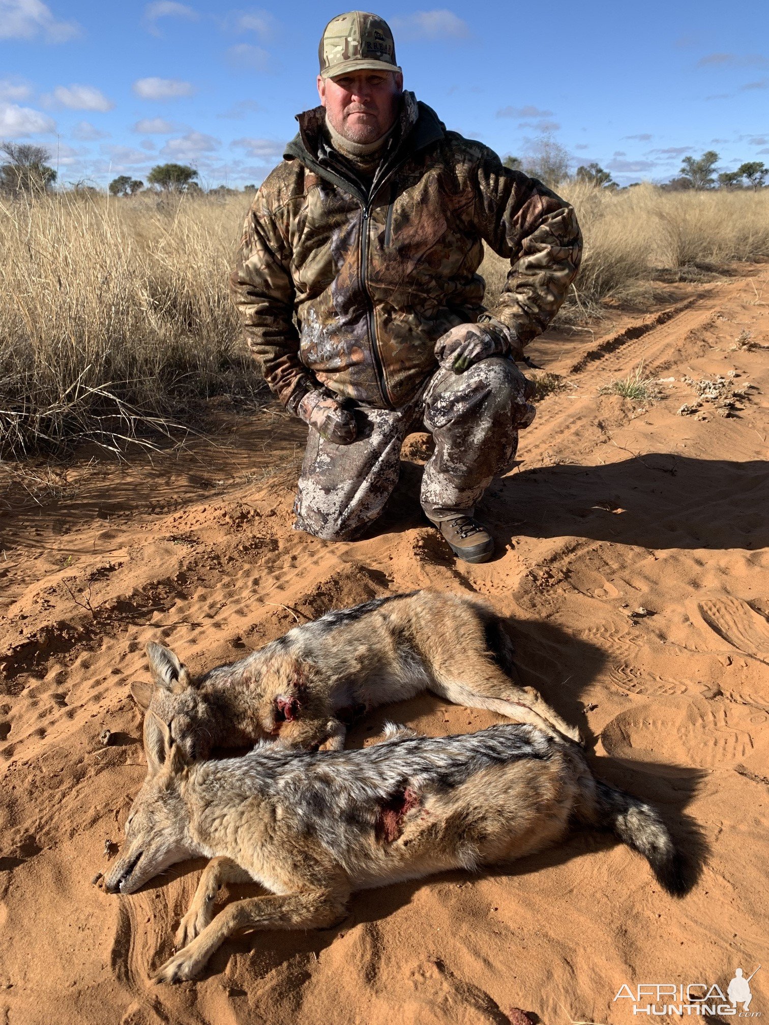 Jackal Hunt Kalahari South Africa