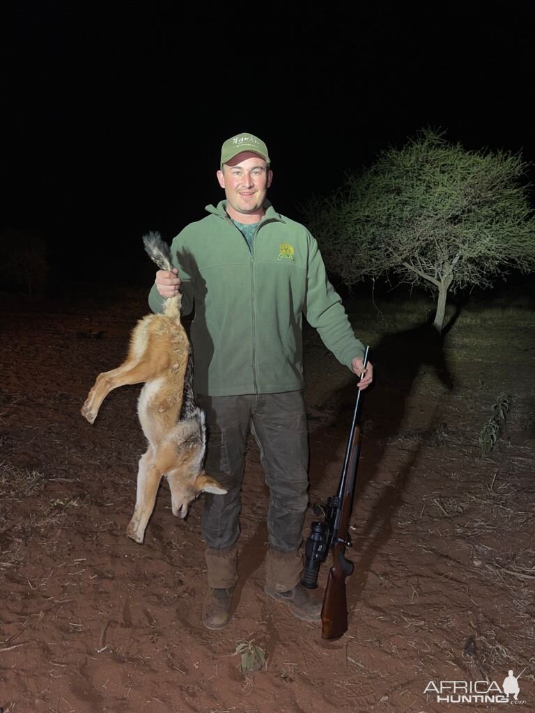 Jackal Hunt Limpopo Povince South Africa