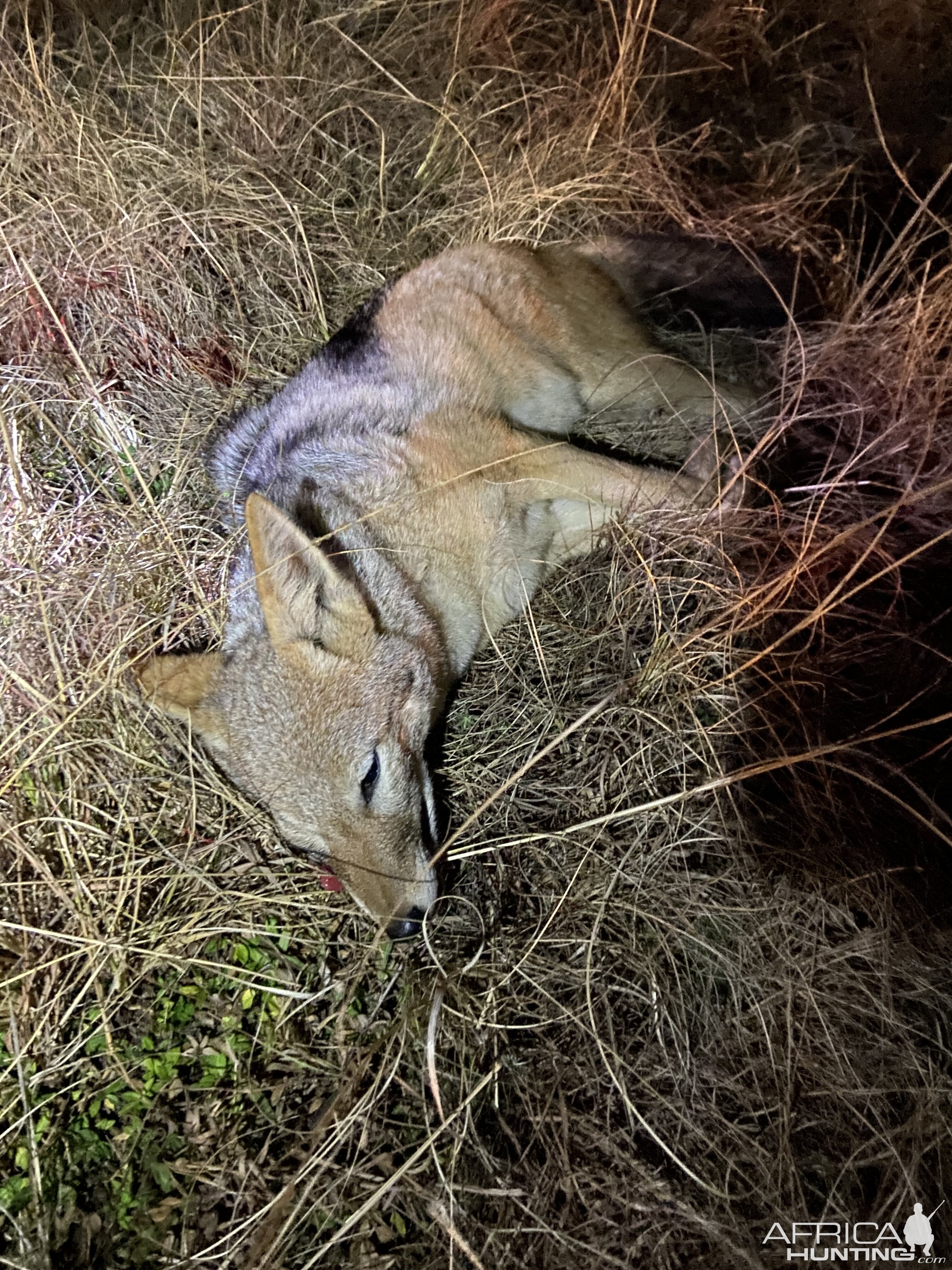 Jackal Hunt South Africa