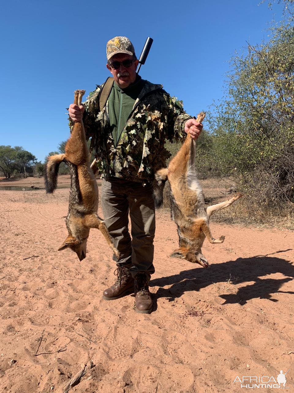 Jackal Hunt South Africa