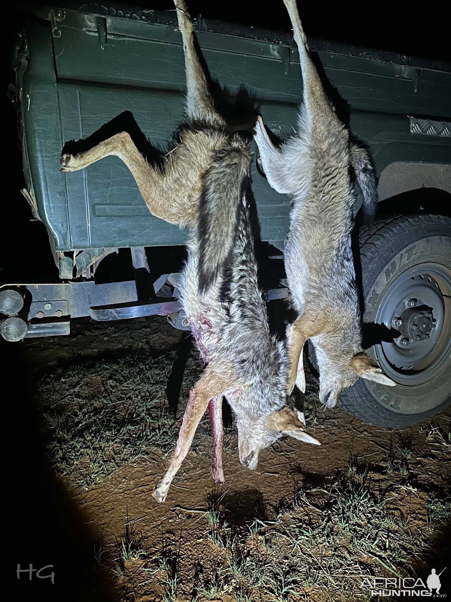 Jackal Hunt South Africa