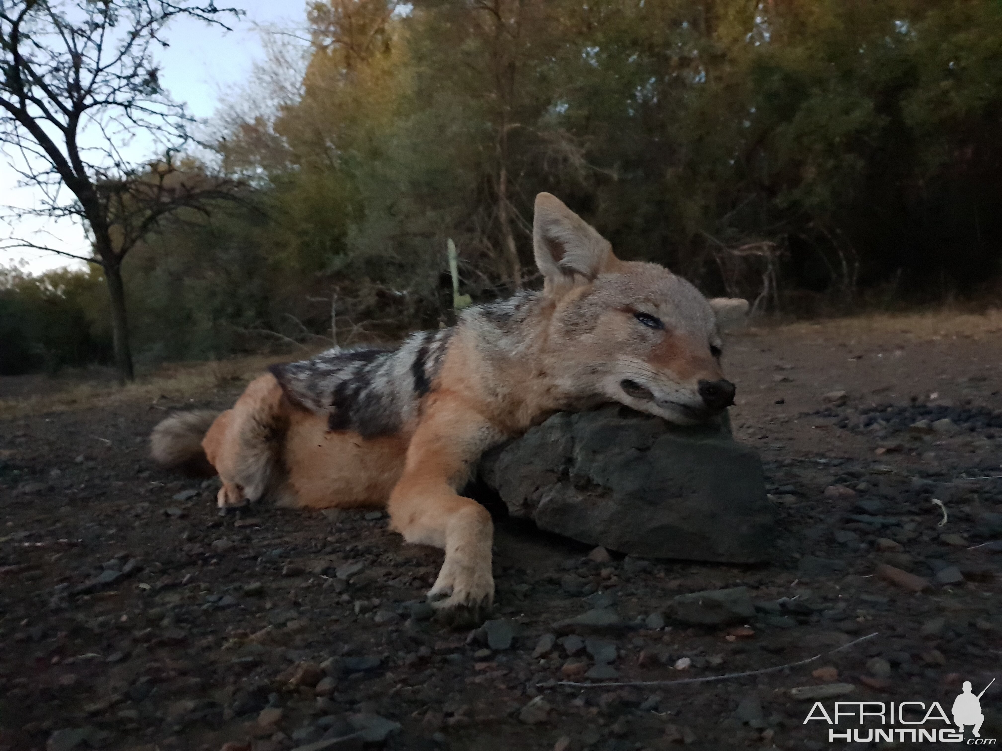 Jackal Hunt South Africa