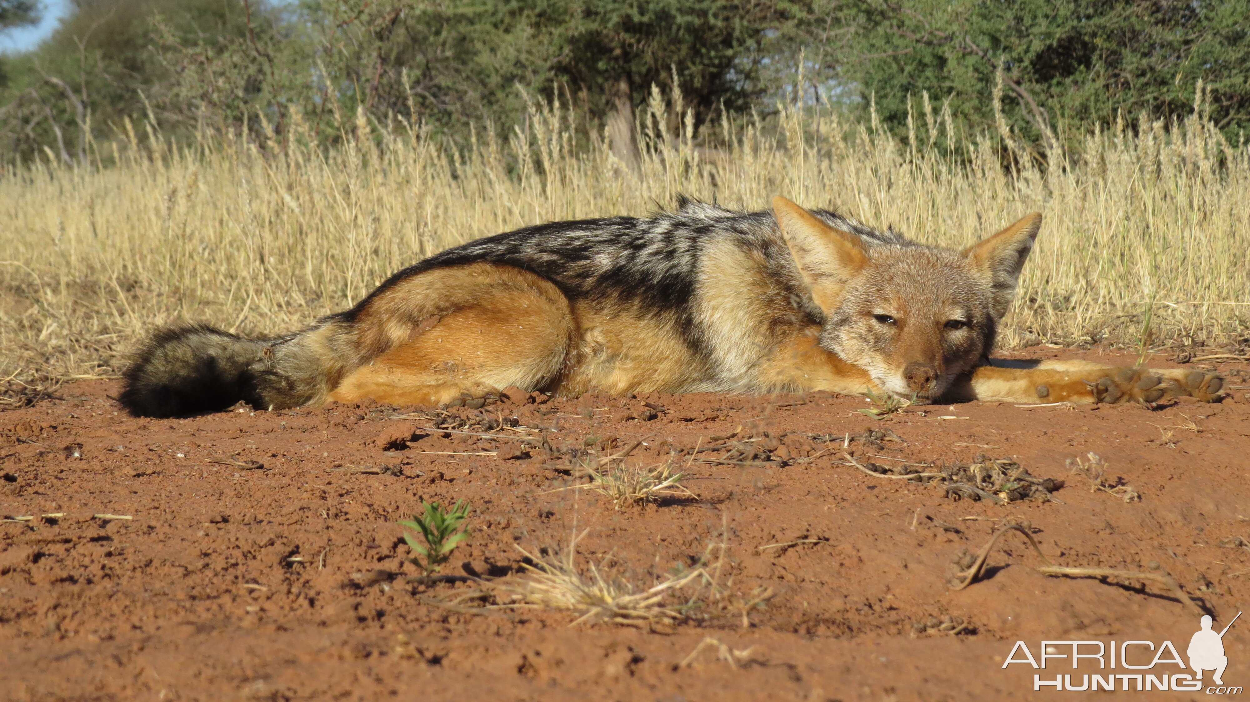 Jackal Hunting South Africa