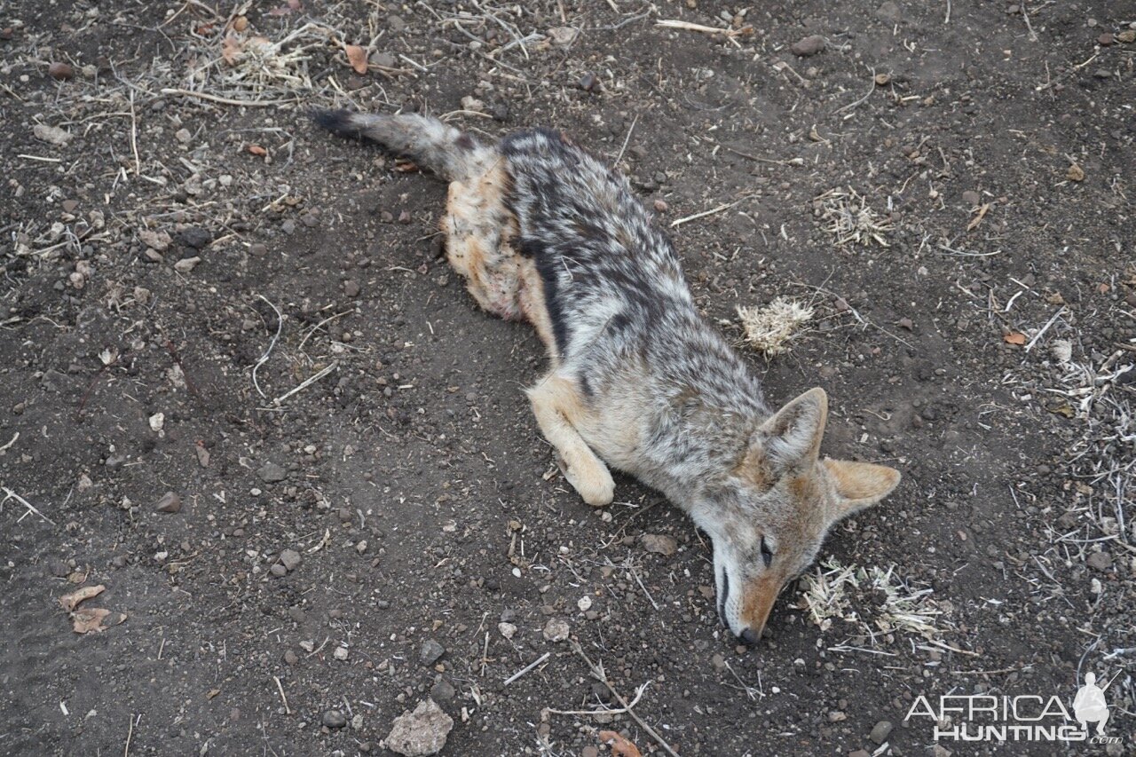 Jackal Hunting Zimbabwe